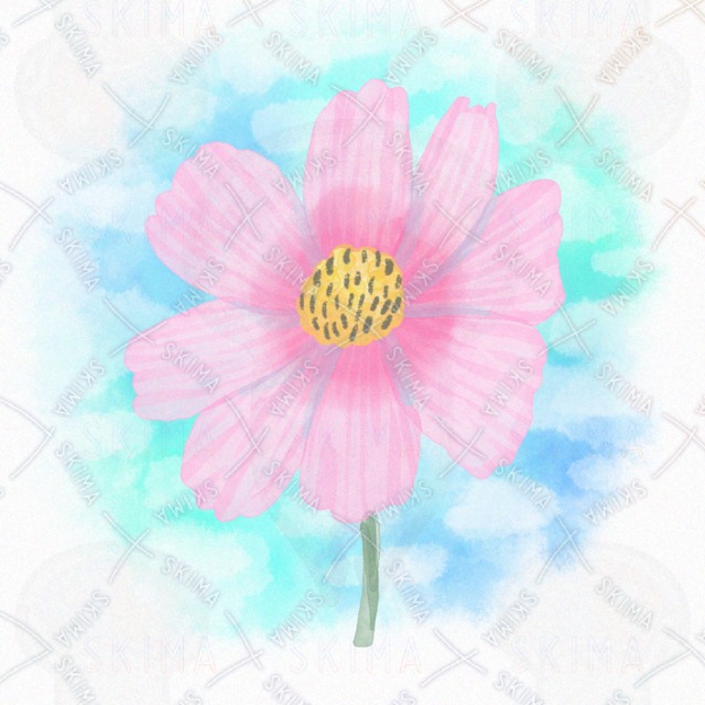 コスモス / 秋 / 花