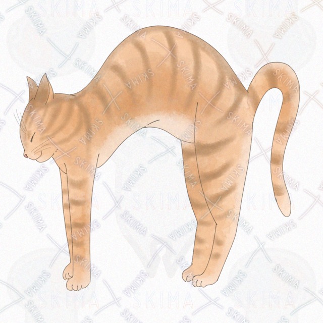 Image 2 of Vertically long cat