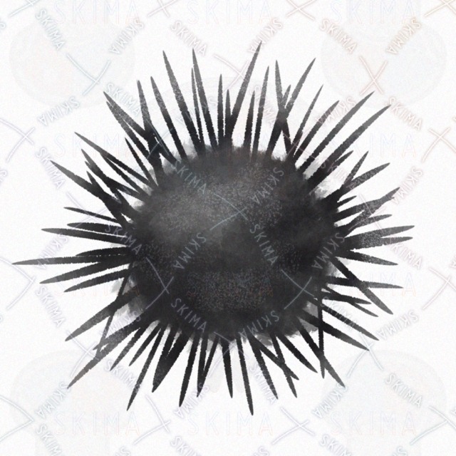 Image 2 of sea urchin
