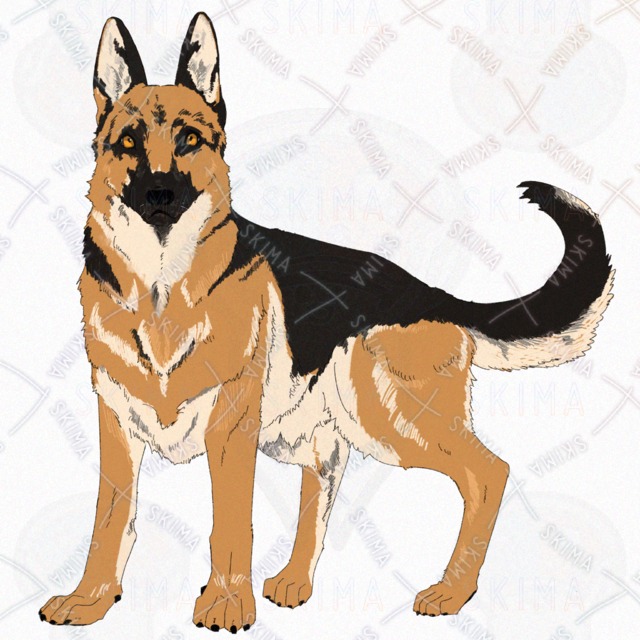 犬(ジャーマンシェパード)【表情4種】の商品画像2枚目