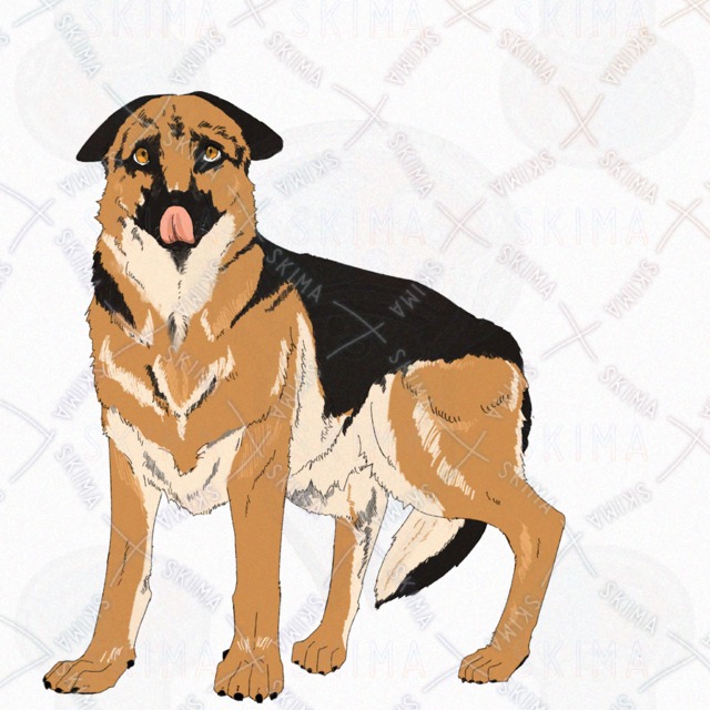 犬(ジャーマンシェパード)【表情4種】の商品画像5枚目