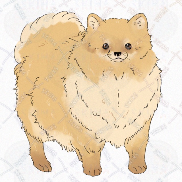 犬(ポメラニアン)【表情4種】の商品画像2枚目