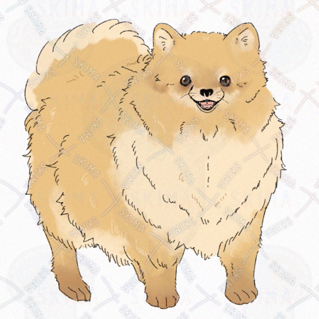 犬(ポメラニアン)【表情4種】の商品画像3枚目