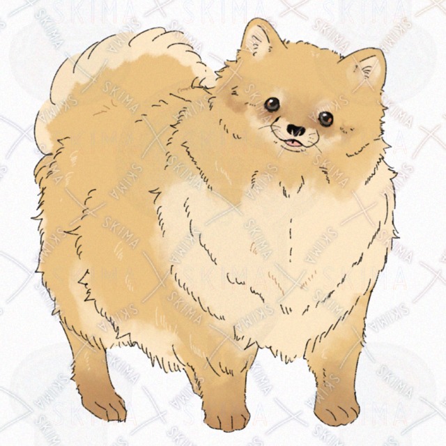 犬(ポメラニアン)【表情4種】の商品画像6枚目