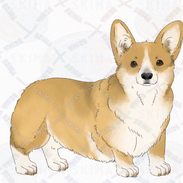 Dog (Corgi) [4 kinds of expression with broken tail]. 的商品圖片第 7 張
