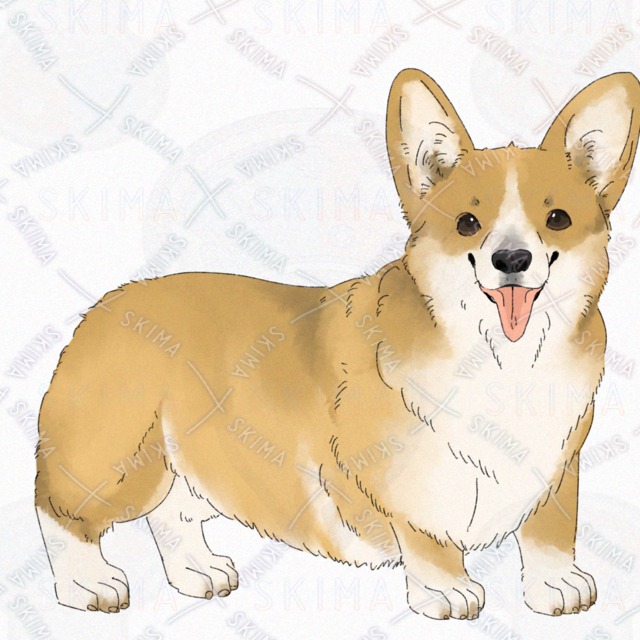 Dog (Corgi) [4 kinds of expression with broken tail]. 的商品圖片第 8 張