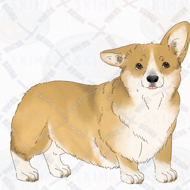 Dog (Corgi) [4 kinds of expression with broken tail]. 的商品圖片第 10 張