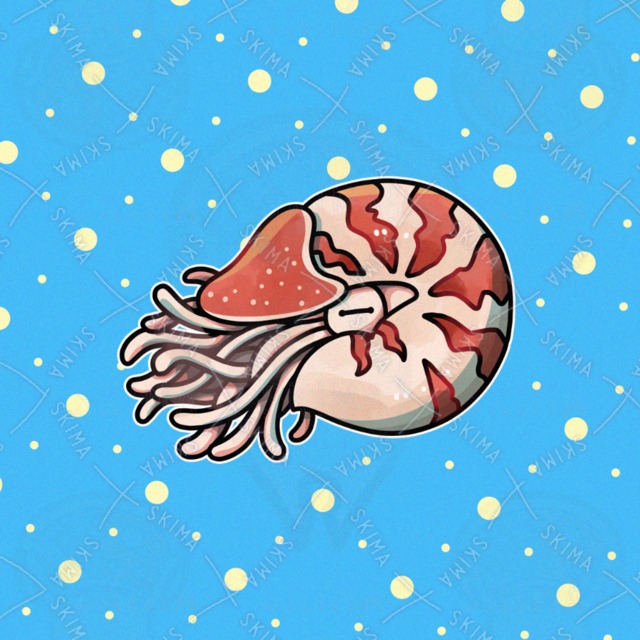 chambered nautilus (esp. species Nautilus pompilius) 的商品圖片
