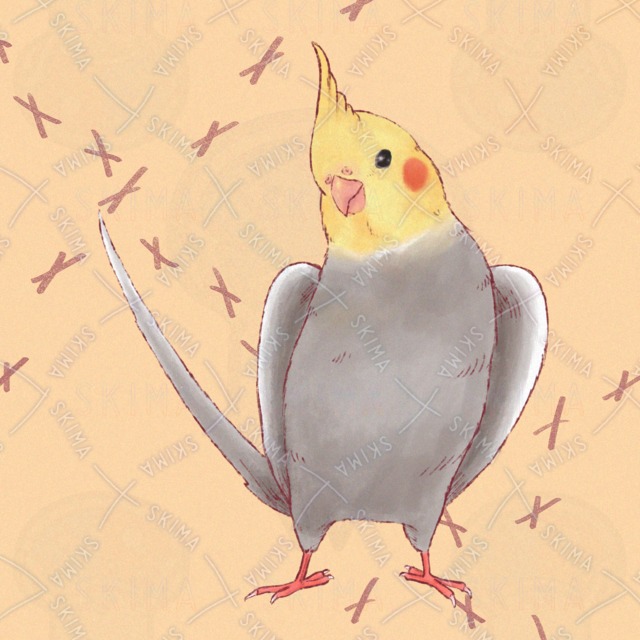 snsアイコン用/オカメインコの商品画像