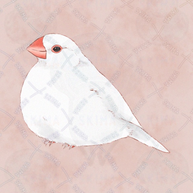 snsアイコン用/ふこふこ白文鳥