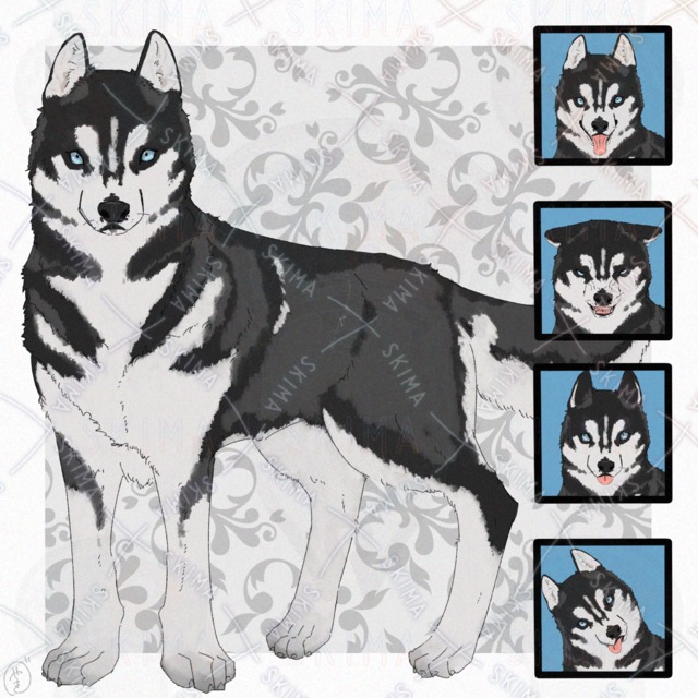 Siberian Husky Dog – 4 Expressions 的商品圖片