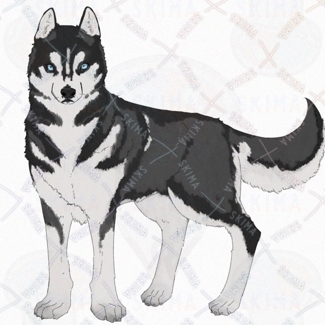 Siberian Husky Dog – 4 Expressions 的商品圖片第 2 張