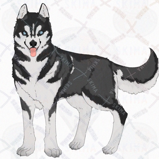 Siberian Husky Dog – 4 Expressions 的商品圖片第 3 張