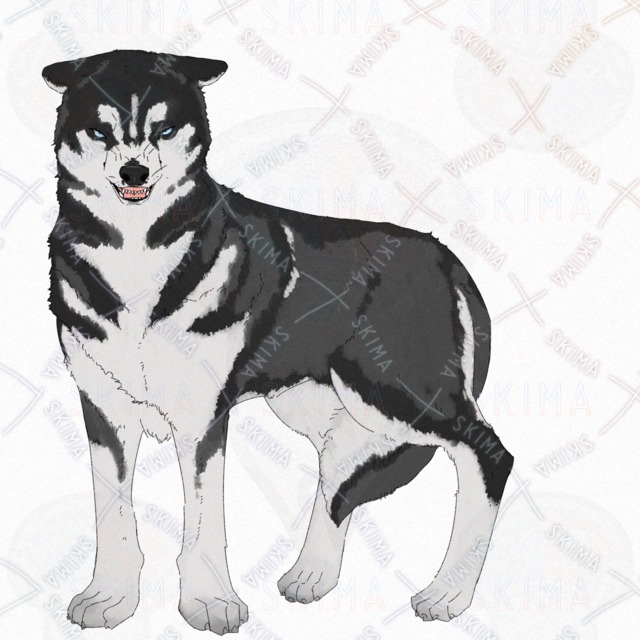 Siberian Husky Dog – 4 Expressions 的商品圖片第 4 張