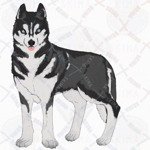 Siberian Husky Dog – 4 Expressions 的商品圖片第 5 張