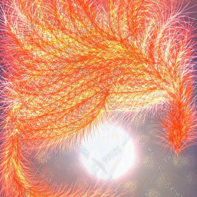 Phoenix Night Sky 的商品圖片