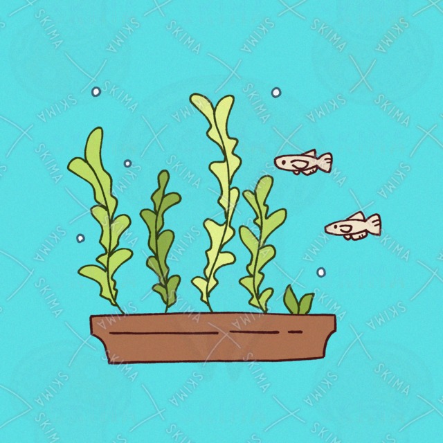 Image of Aquatic Plants and Fish Icon
