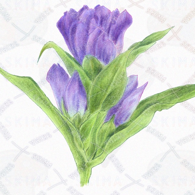 リンドウの花