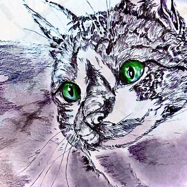 猫
