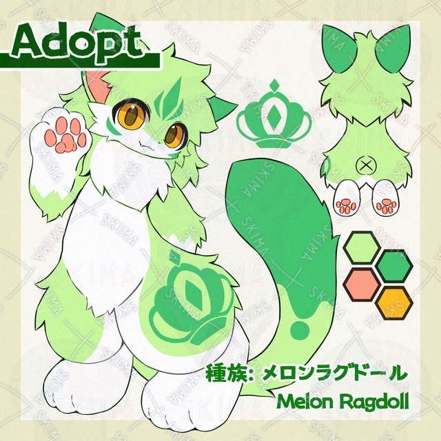 【Adopt】メロンラグドール