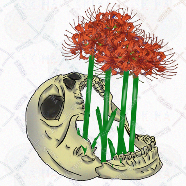 骸骨彼岸花skeleton red spider lily