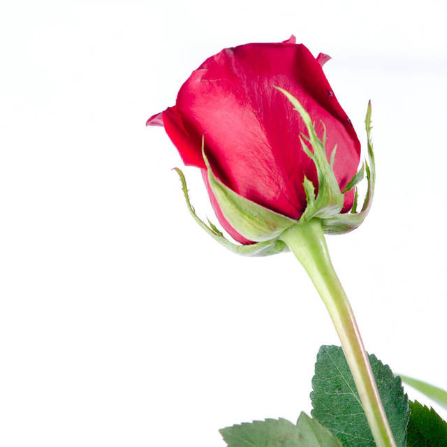 あなたにオリジナルヒーリングをお届けします。