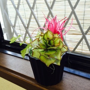 ミニガーデン♡アメリカンフラワー