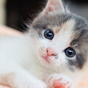 可愛いと大好きが詰まったアイコンお描きします