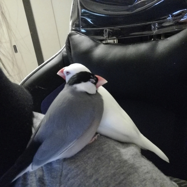 鳥描きます！！