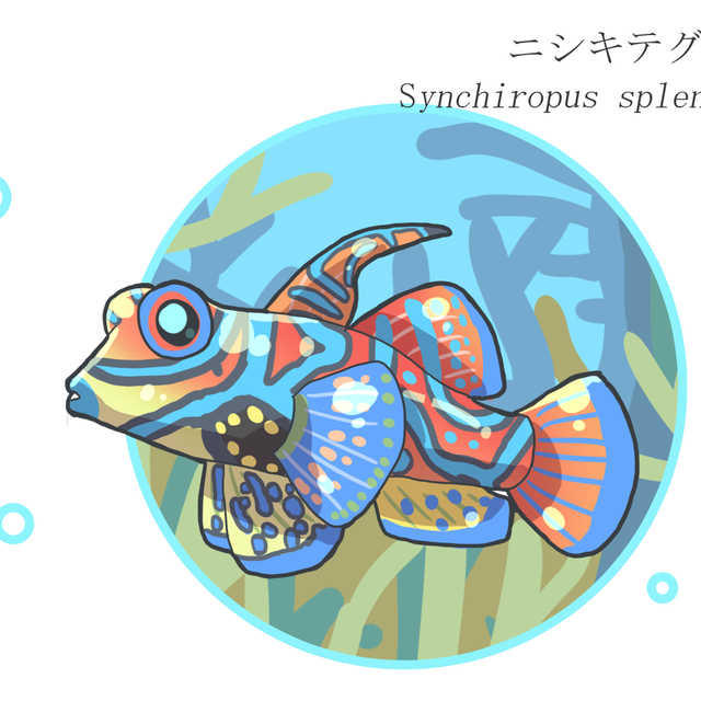 魚、クジラ、イルカ、クラゲ、ウミウシ、深海魚など、水の生き物の絵を描きます