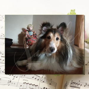 『世界に一曲だけ』可愛いペットへの絆を紡ぐメッセージソング作ります♪