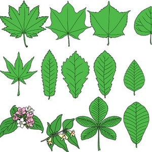 山の植物イラスト素材セット