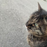 ユーザーアイコン