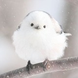 ユーザーアイコン