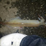 ユーザーアイコン