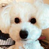 ユーザーアイコン