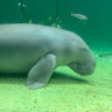 ユーザーアイコン