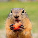 ユーザーアイコン