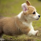 ユーザーアイコン