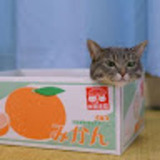 ユーザーアイコン