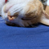 ユーザーアイコン