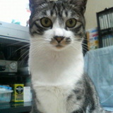 ユーザーアイコン