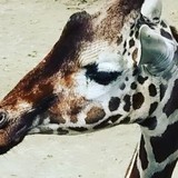 ユーザーアイコン