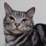 ユーザーアイコン