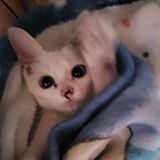 ユーザーアイコン