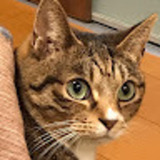 ユーザーアイコン