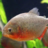 ユーザーアイコン