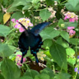 ユーザーアイコン