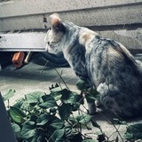 ユーザーアイコン