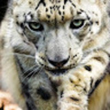 ユーザーアイコン